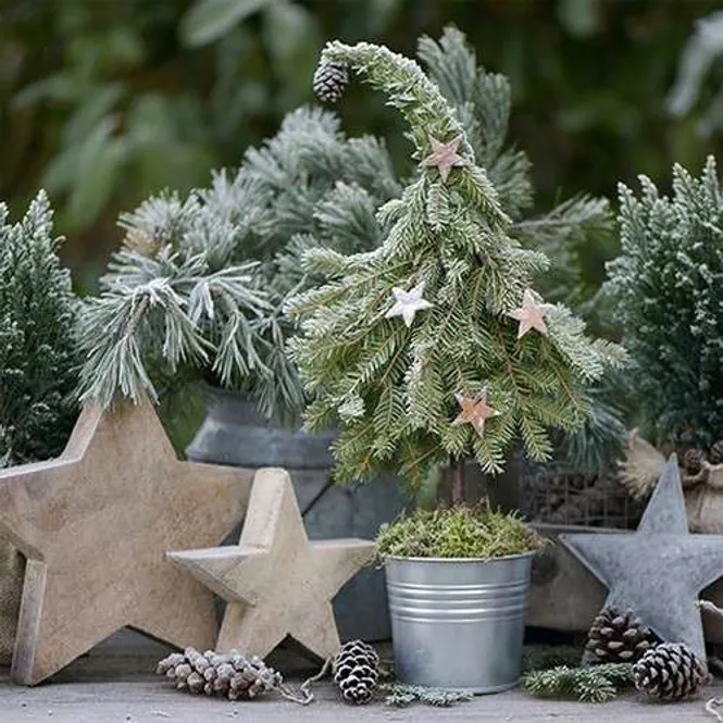 Hovedbilde Servietter | Sweet Fir Tree napkins | Vanlig